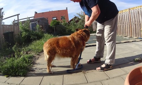 Fitness voor Honden met een maatje meer (online)